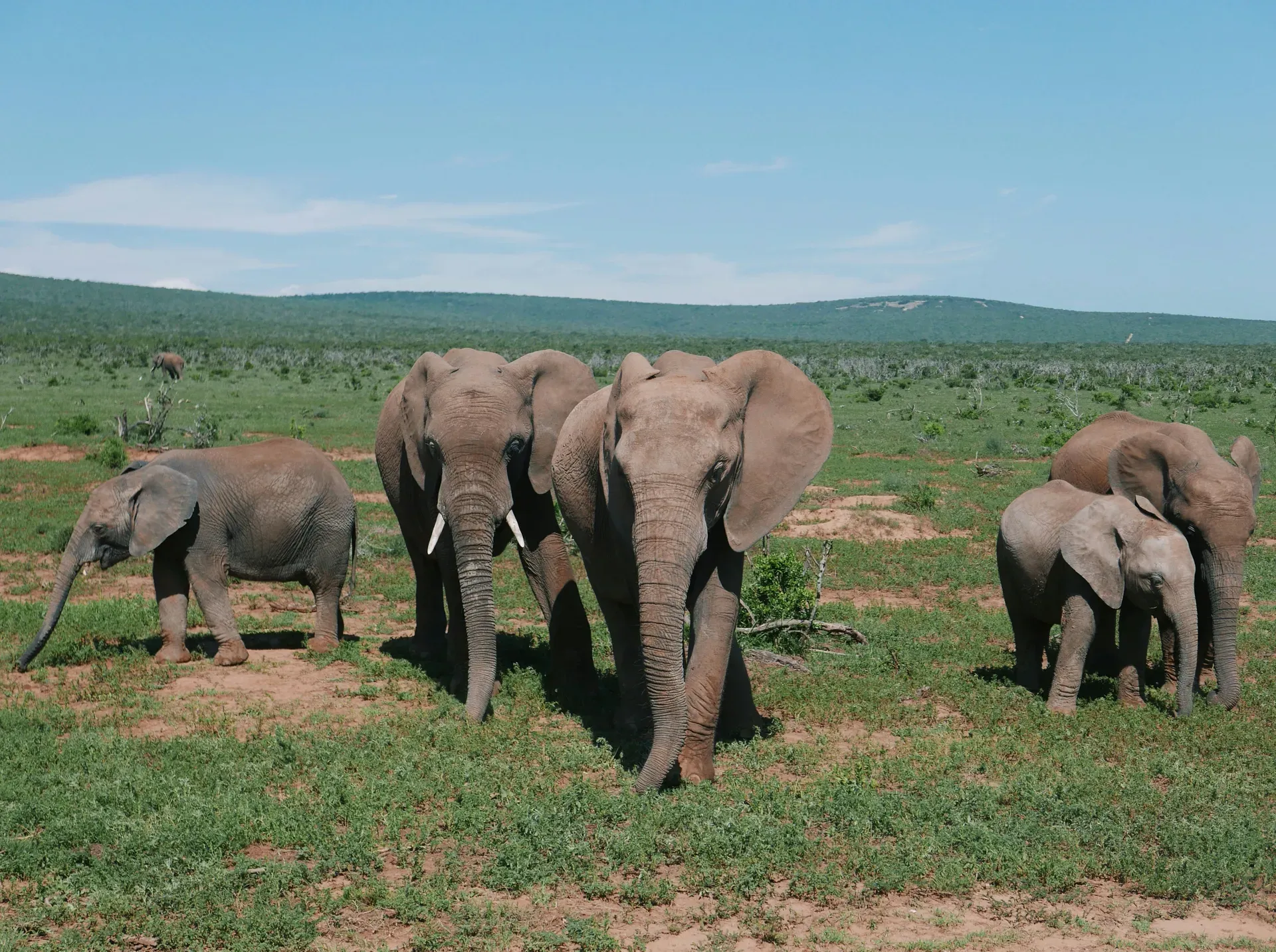 Addo-Elefanten-Nationalpark