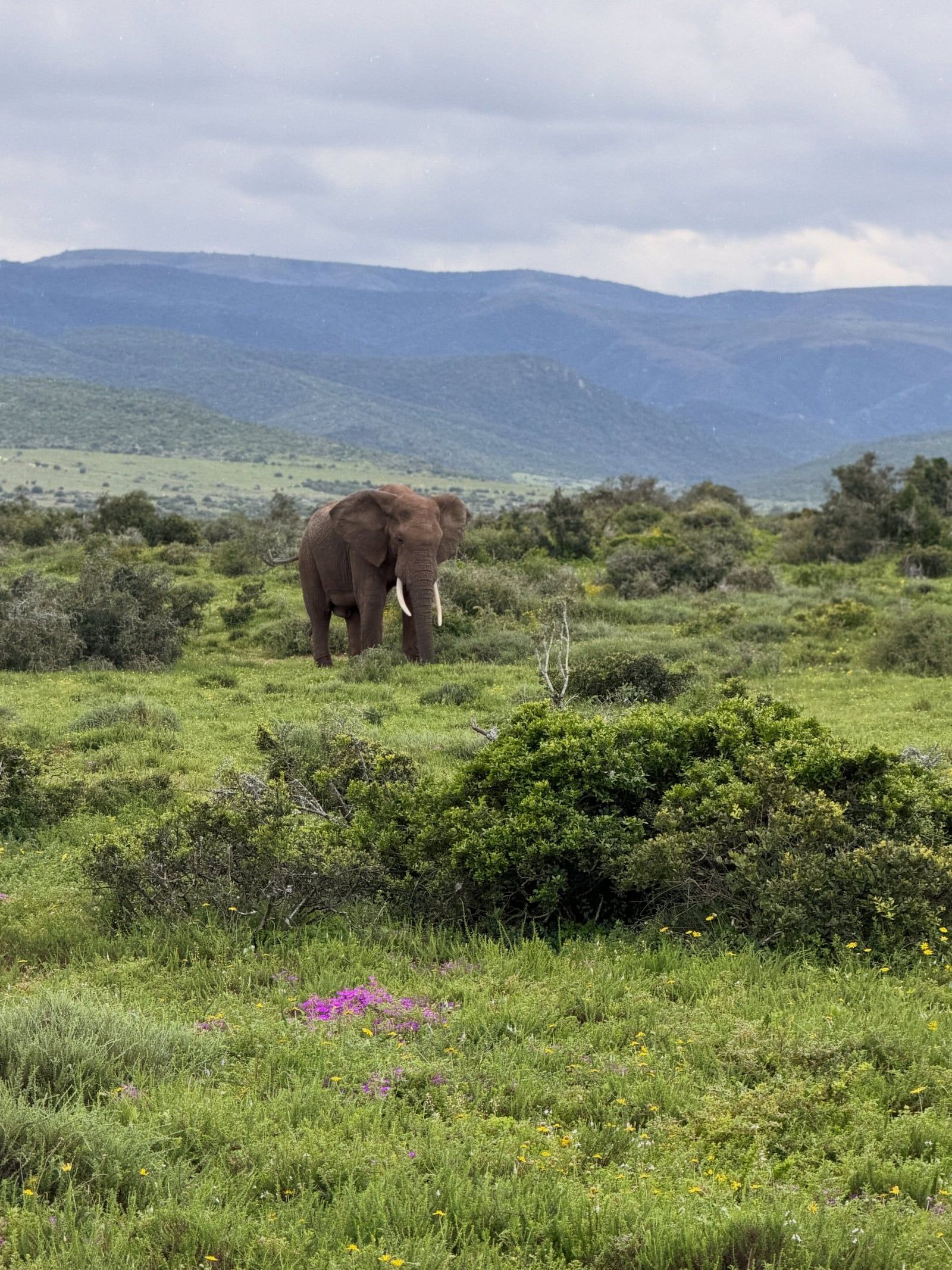 Blick auf Addo-Elefanten-Nationalpark