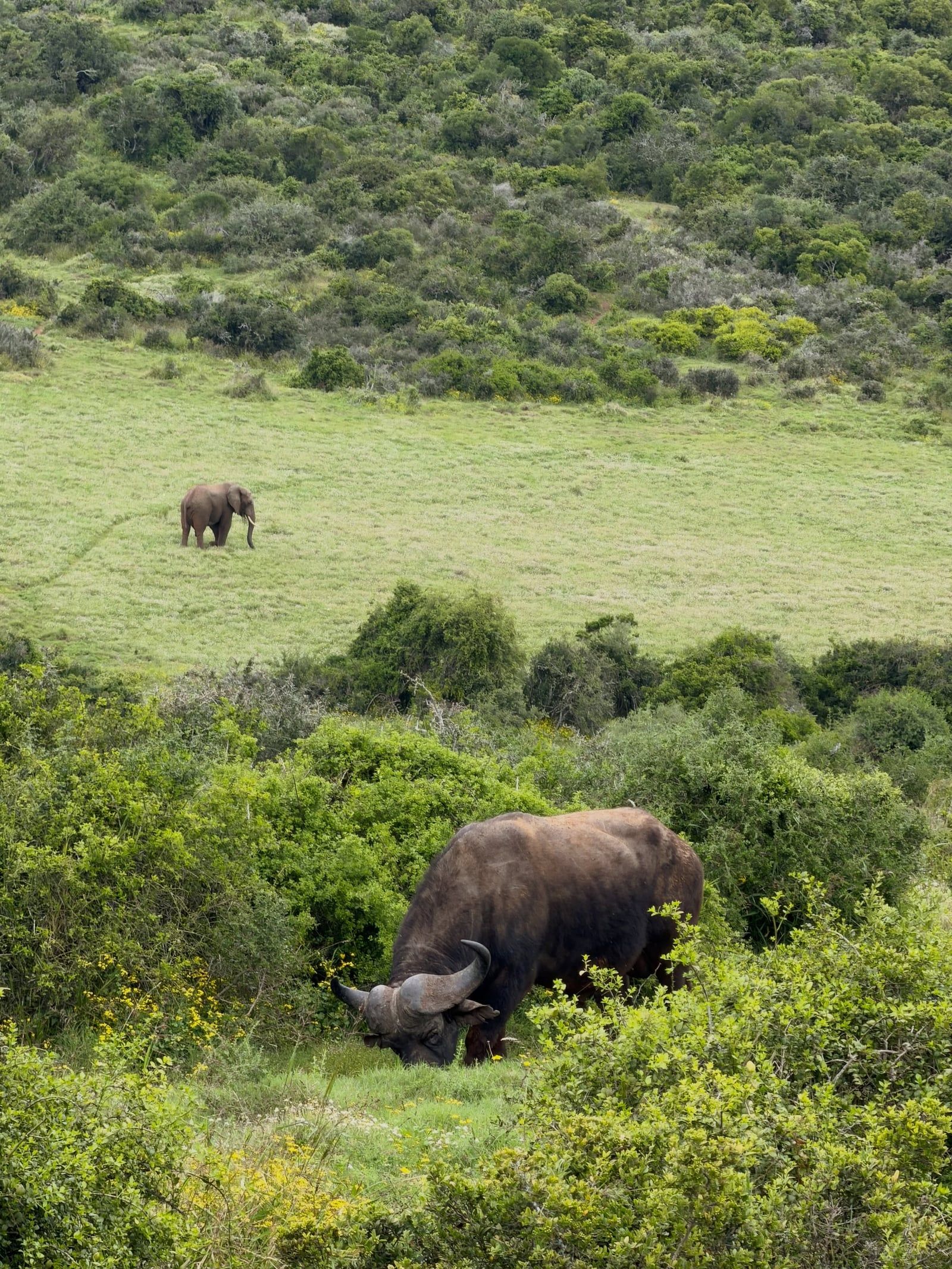 Blick auf Addo-Elefanten-Nationalpark