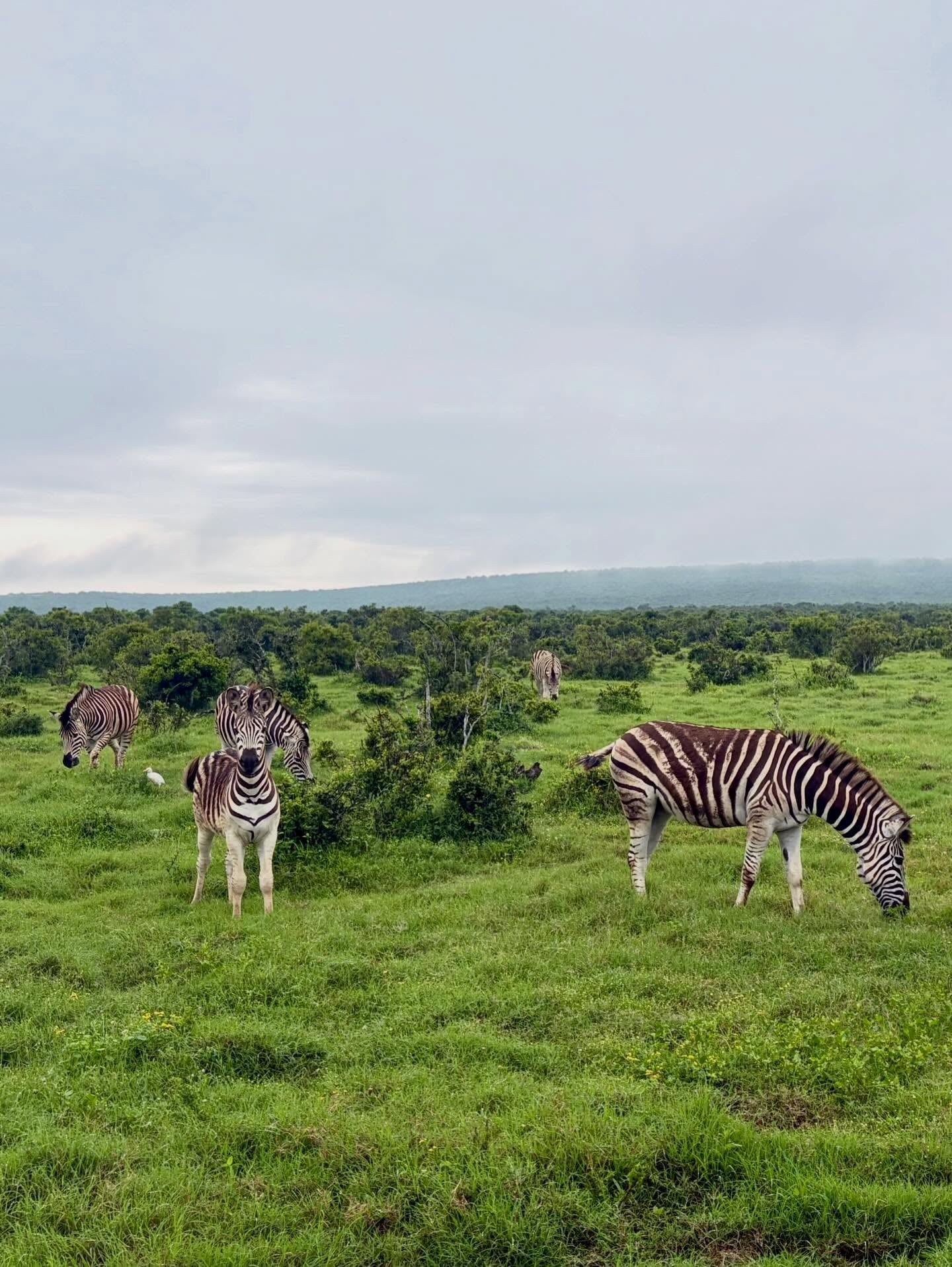 Blick auf Addo-Elefanten-Nationalpark