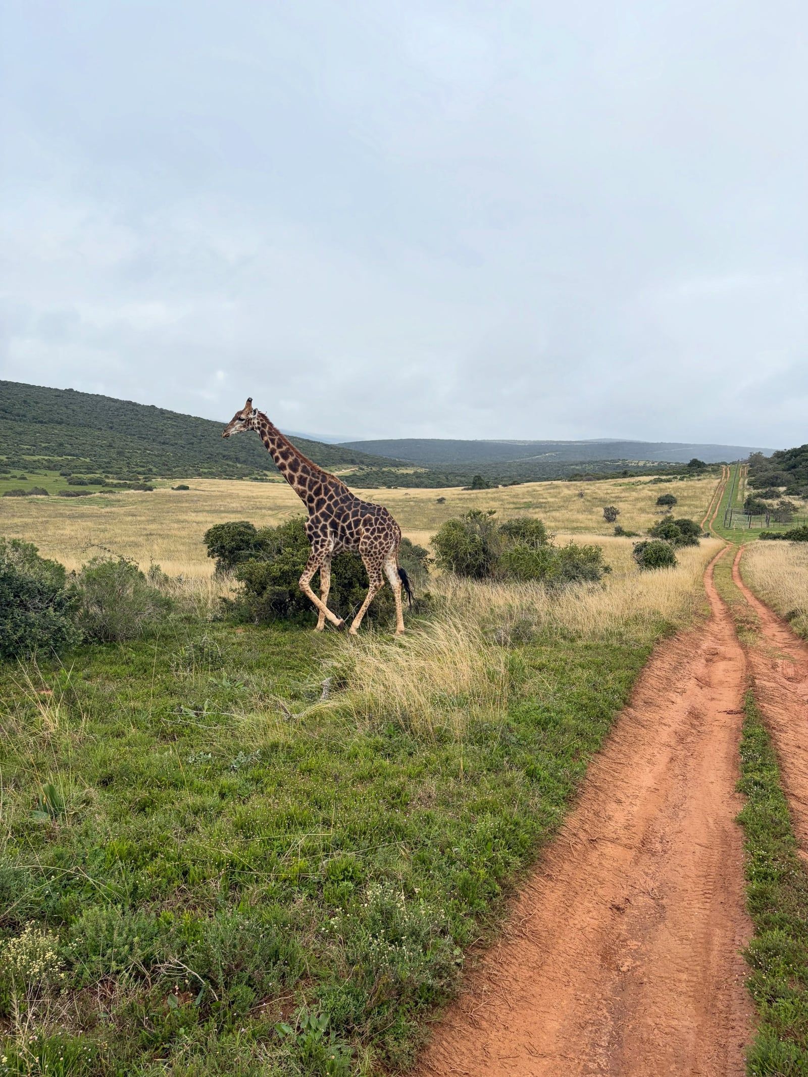 Blick auf Addo-Elefanten-Nationalpark