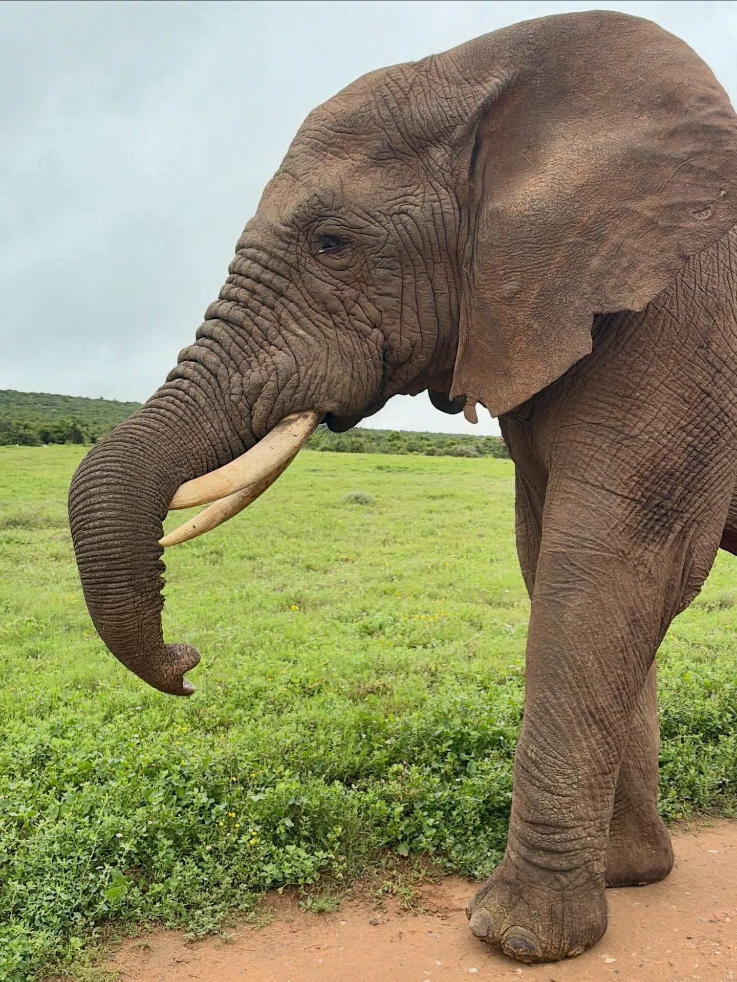 Photo d'un visiteur d'un circuit à Parc national des Éléphants d'Addo