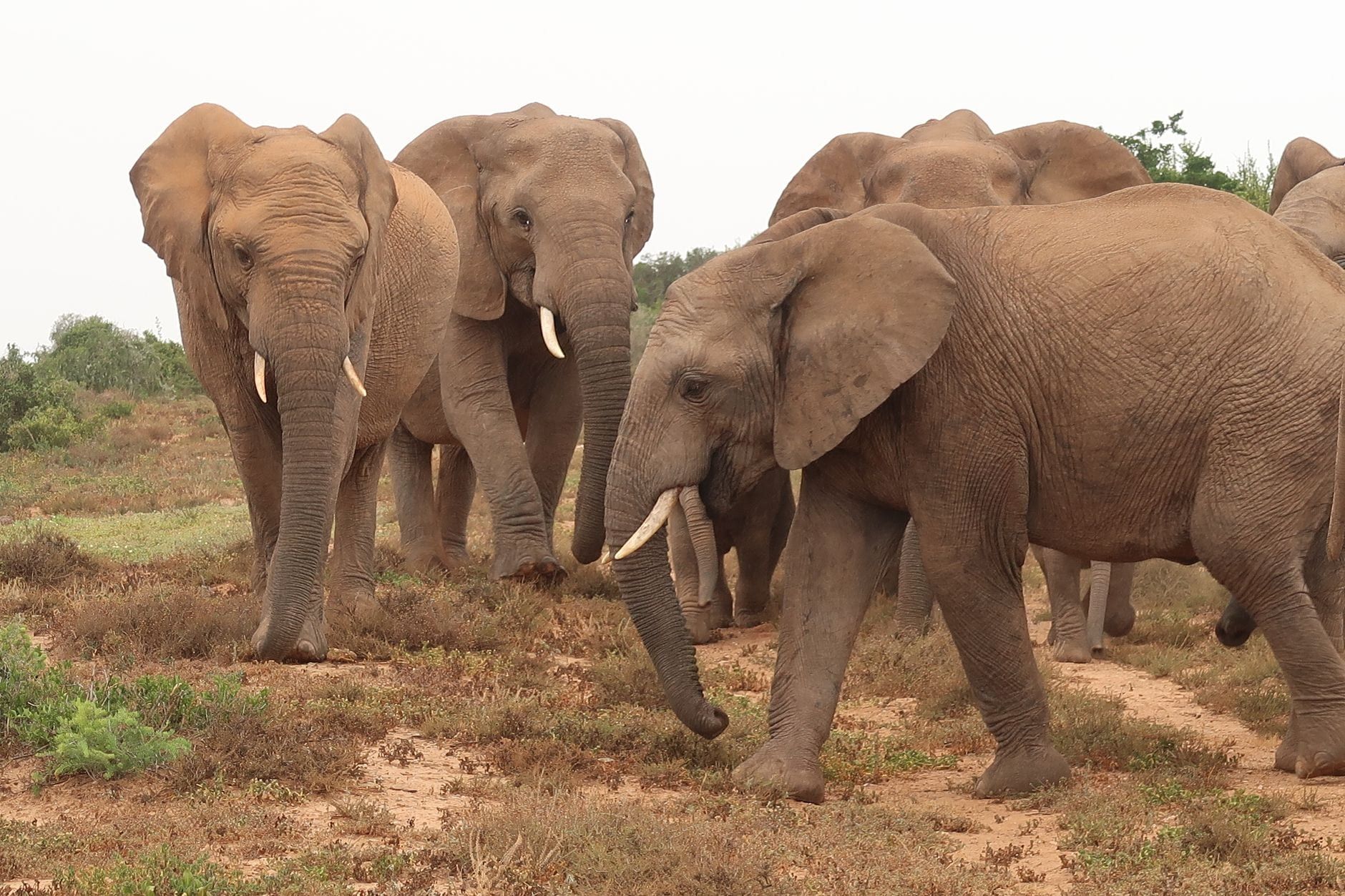 Un troupeau d'éléphants d'Afrique traverse le paysage de broussailles du parc national des Éléphants d'Addo.