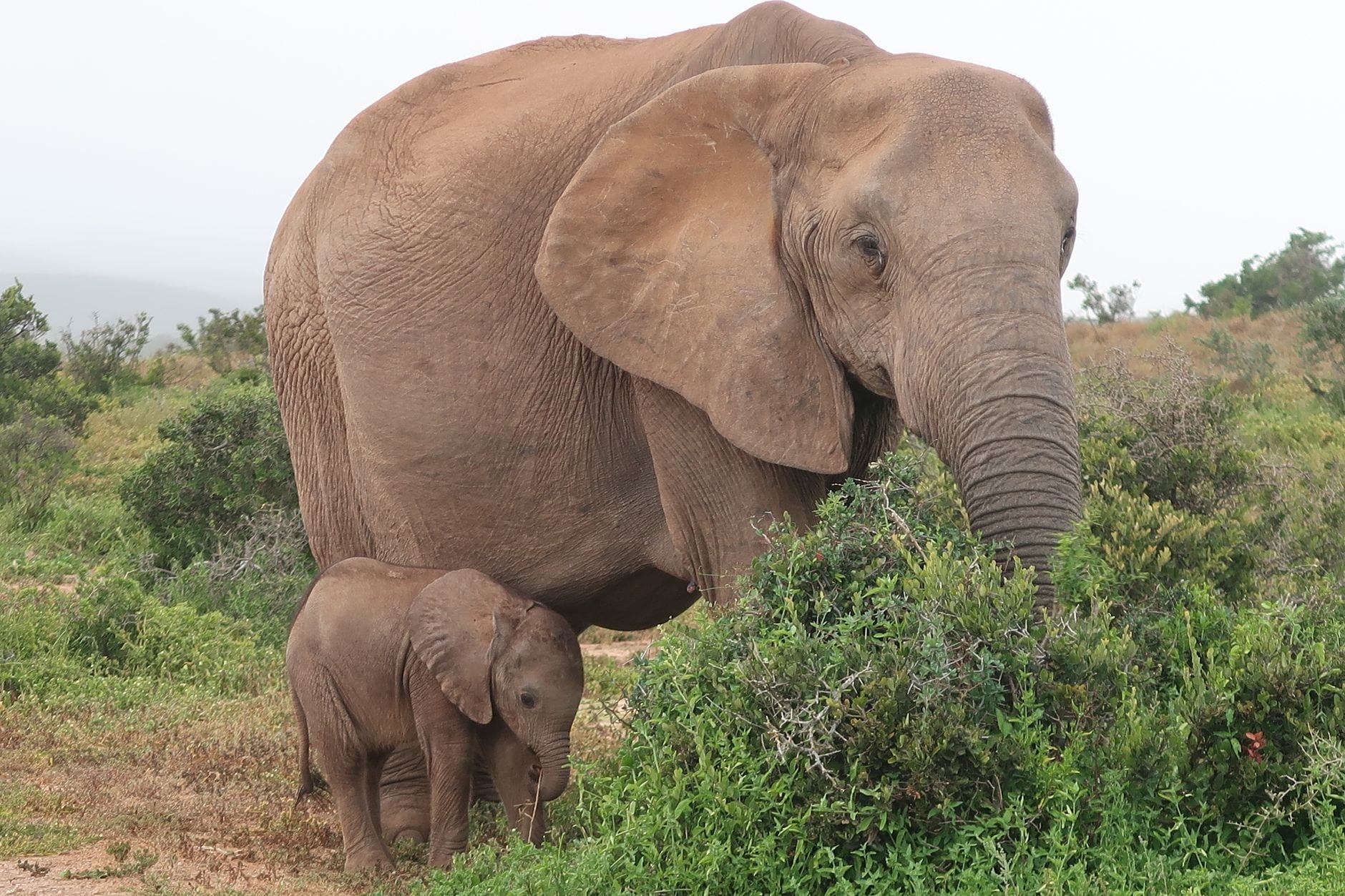 Un éléphant d'Afrique adulte brûle à côté de son jeune éléphanteau dans la brousse verdoyante du parc national des Éléphants d'Addo.
