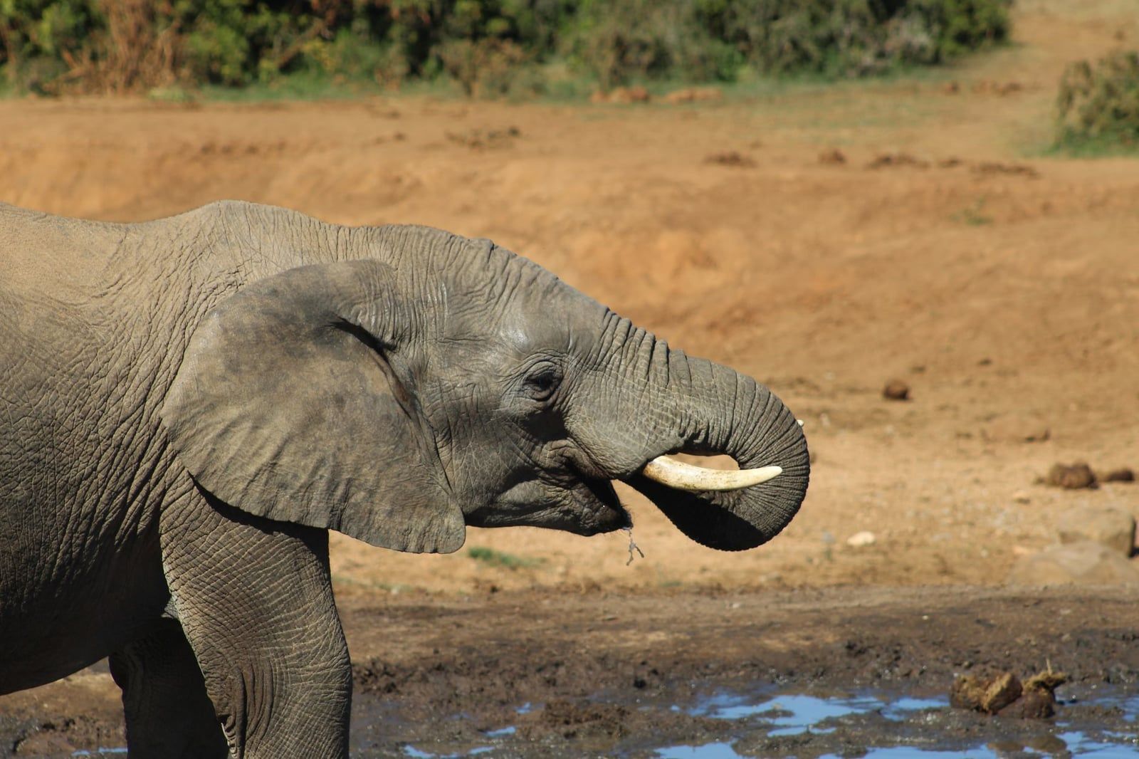 Ein afrikanischer Elefant trinkt an einer Wasserstelle im Addo-Elefanten-Nationalpark, Südafrika.